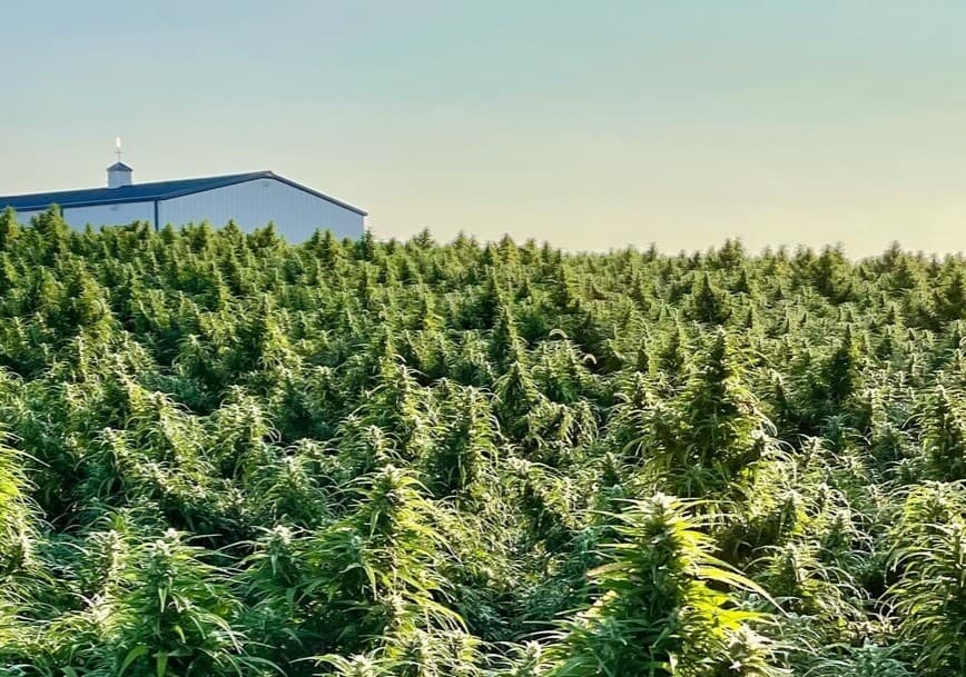 hemp-farm-1